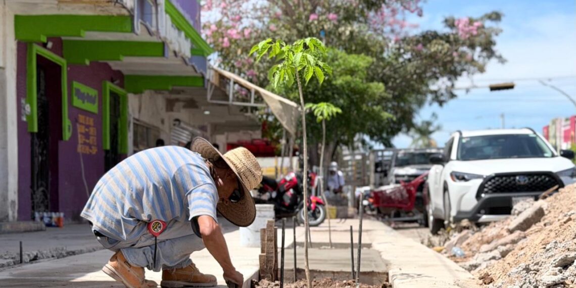 COMUN mejora banquetas y arboriza el centro de Los Mochis con especies regionales