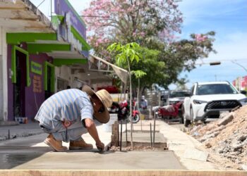COMUN mejora banquetas y arboriza el centro de Los Mochis con especies regionales