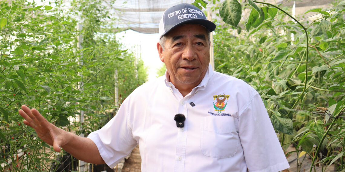 ¡El ancestro del sabor! La UAS investiga la resistencia genética del chile silvestre para fortalecer el campo mexicano; alerta sobre la desaparición de poblaciones