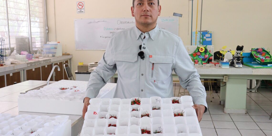 Impulsa la Facultad de Agronomía de la UAS innovación genética en el cultivo de chiltepín; investigador lidera proyecto para su rescate y mejoramiento