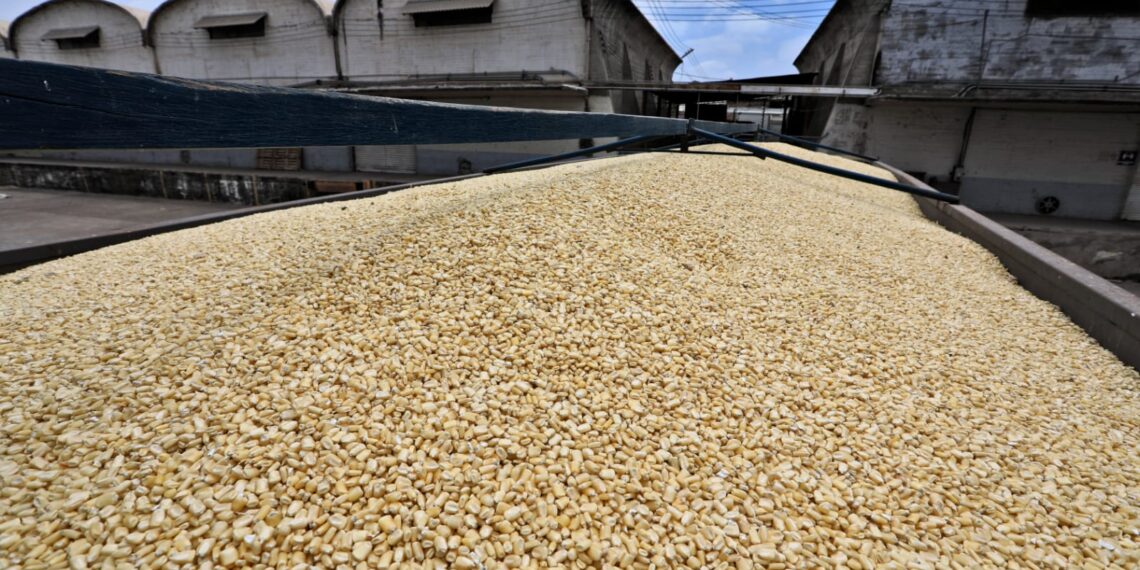 Reconoce Ismael Bello Esquivel respaldo de la Federación y Gobierno de Sinaloa para dar certidumbre a productores de maíz