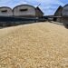 Reconoce Ismael Bello Esquivel respaldo de la Federación y Gobierno de Sinaloa para dar certidumbre a productores de maíz