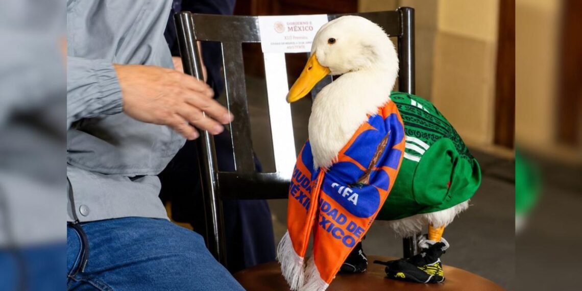 Llevan al pato Merlín a la conferencia de Sheinbaum tras viralizarse en redes sociales