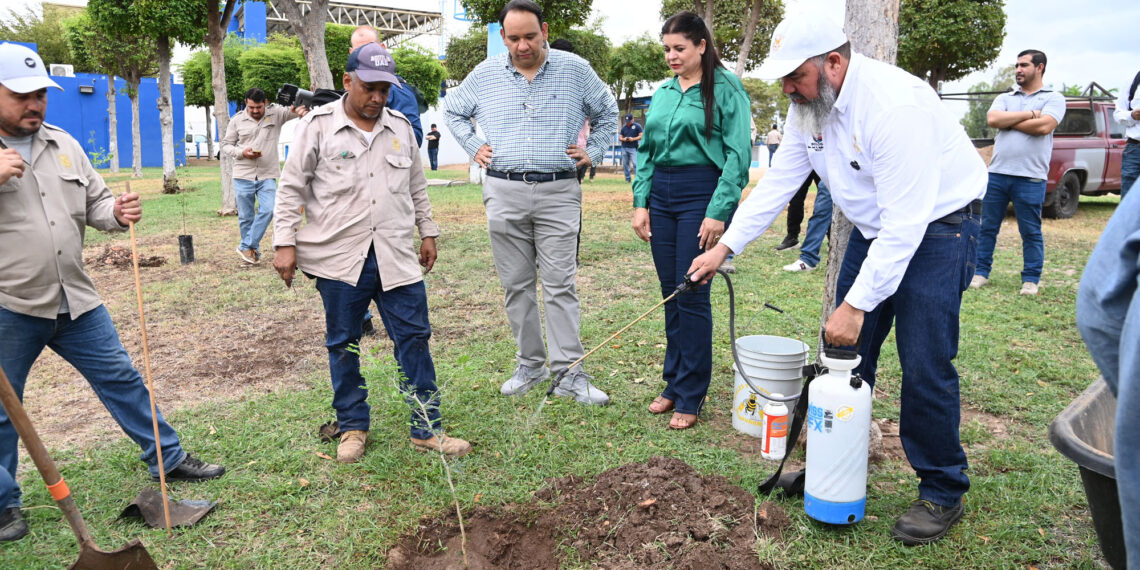 Reforestan Ciudad Universitaria: la UAS, a través de la UBU y Construcción y Mantenimiento planta 33 árboles endémicos de bajo consumo hídrico