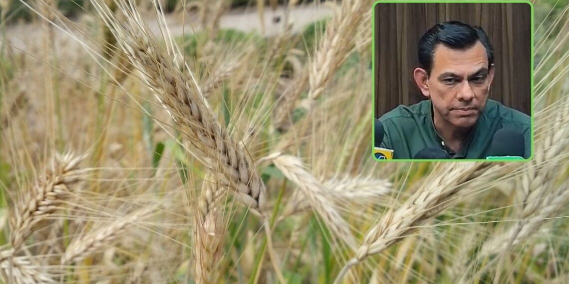 Avanza positivamente el pago de trigo en el norte de Sinaloa