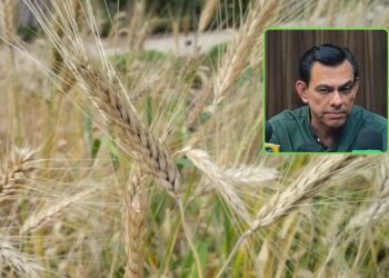 Avanza positivamente el pago de trigo en el norte de Sinaloa