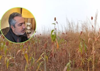 Hasta cien mil hectáreas de sorgo ocuparía China de Sinaloa: AARFS