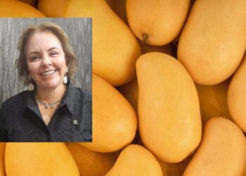 Altos precios del mango dan respiro a fruticultores del norte de Sinaloa