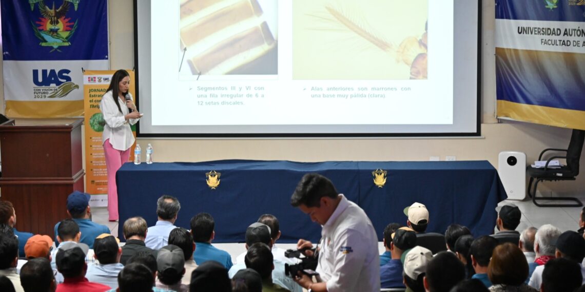 ¡Hacia una agricultura sustentable! Bioinsecticidas de la UAS muestran eficacia ante el Thrips parvispinus; la apuesta para salvar las hortalizas en Sinaloa