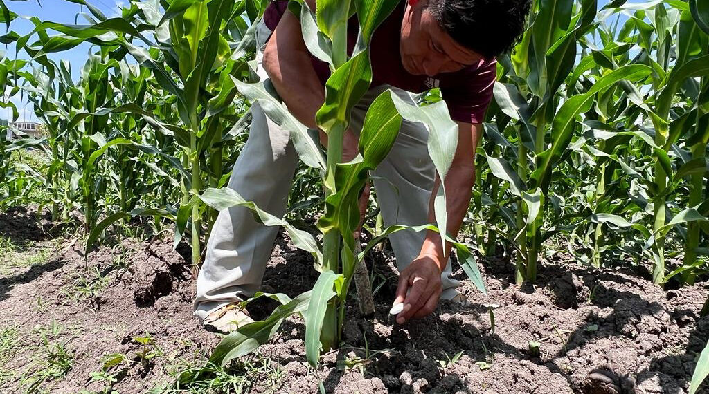 Productores ahorrarán hasta 6 mil pesos por tonelada con planta de fertilizantes en Topolobampo: SADER