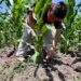 Productores ahorrarán hasta 6 mil pesos por tonelada con planta de fertilizantes en Topolobampo: SADER