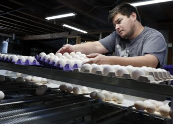 Retiran en EE.UU. 1.5 millones de docenas de huevos por posible salmonela