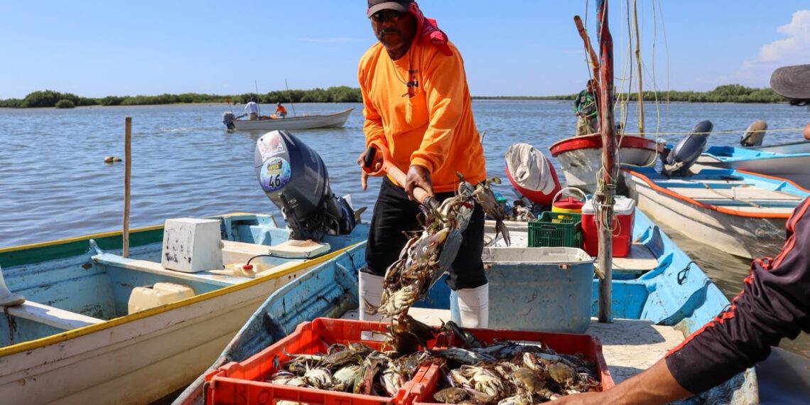 Inicia este 10 de julio la temporada de aprovechamiento de jaiba en Sinaloa