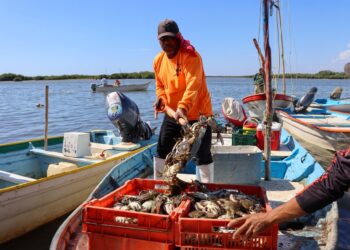 Inicia este 10 de julio la temporada de aprovechamiento de jaiba en Sinaloa