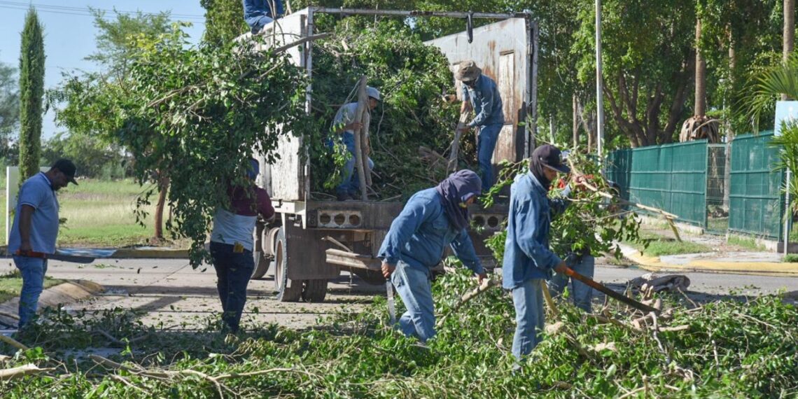 Llama PC a revisar árboles e inmuebles en riesgo ante la temporada de lluvias para evitar accidentes lamentables