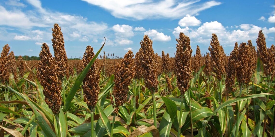 China ampliará de un millón a un millón 200 mil toneladas su compra de sorgo en Sinaloa, anuncia Ismael Bello Esquivel