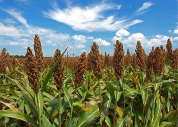 China ampliará de un millón a un millón 200 mil toneladas su compra de sorgo en Sinaloa, anuncia Ismael Bello Esquivel