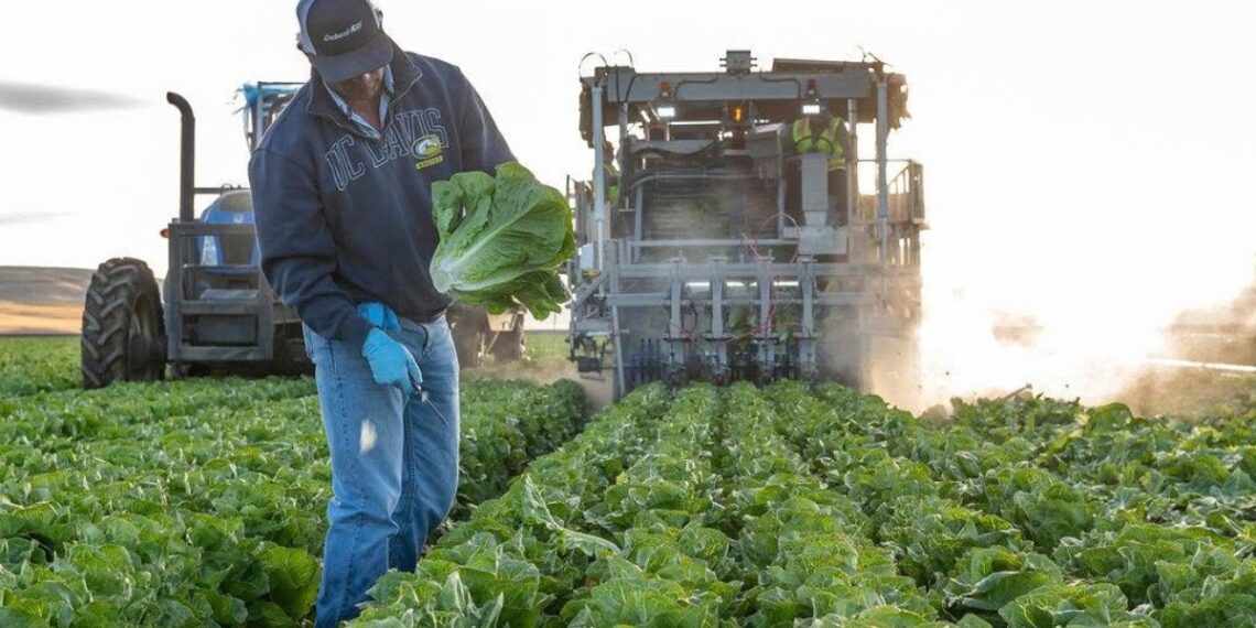 Restaurante de EE.UU. retira lechuga de México ante brote de ciclosporiasis