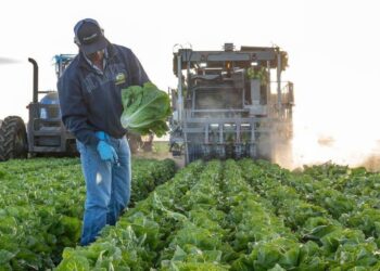 Restaurante de EE.UU. retira lechuga de México ante brote de ciclosporiasis