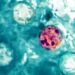 México reporta tres casos de Cyclospora, ¿hay brote de la enfermedad?