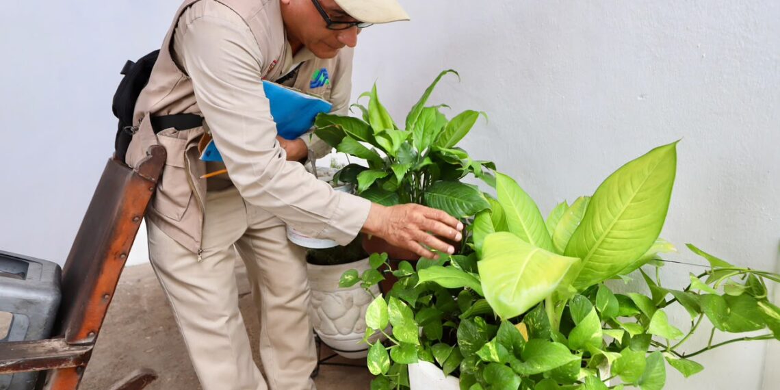 La prevención del dengue empieza en casa: Secretaría de Salud llama a la participación ciudadana