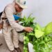 La prevención del dengue empieza en casa: Secretaría de Salud llama a la participación ciudadana