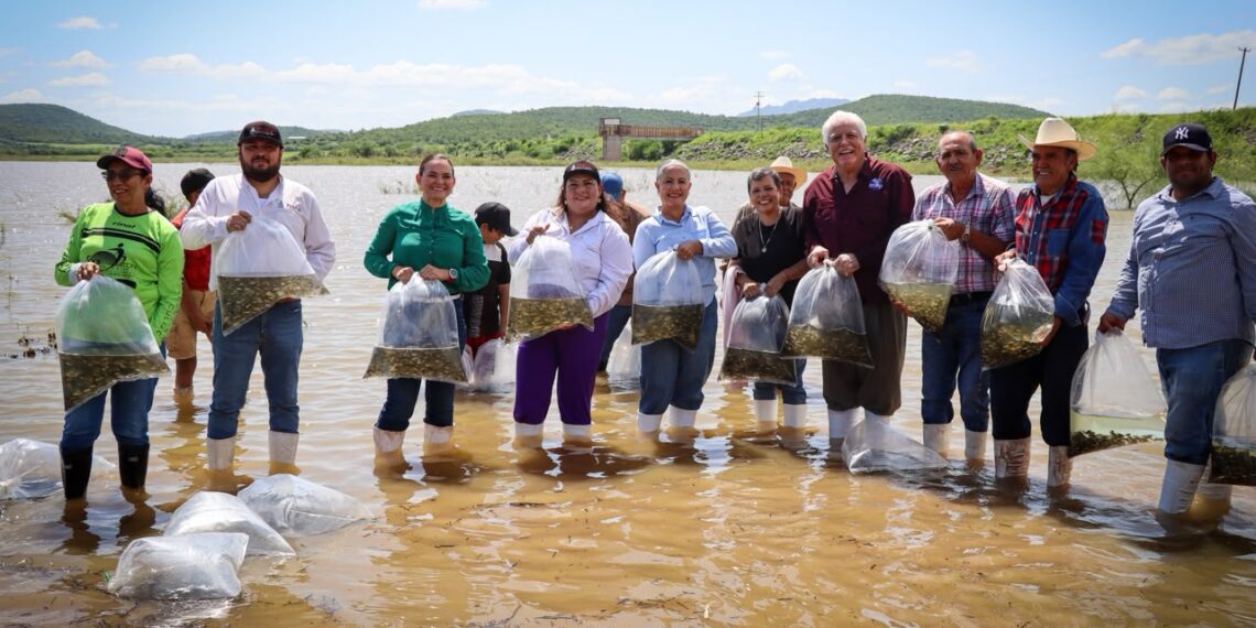 Fortalece Gobierno de Sinaloa la pesca continental con la siembra de 800 mil alevines en la presa Eustaquio Buelna