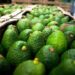 Sheinbaum garantiza seguridad para inspectores de EE.UU. y empacadores de aguacate en Michoacán
