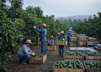 Estados Unidos retoma por completo sus actividades en Michoacán