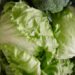 México insiste que no hay prueba que su lechuga causara brote de ciclosporiasis en EE.UU.