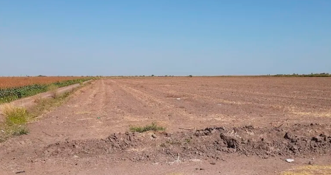 Productores advierten abandono de tierras en Sinaloa por falta de rentabilidad