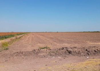 Productores advierten abandono de tierras en Sinaloa por falta de rentabilidad
