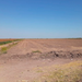 Productores advierten abandono de tierras en Sinaloa por falta de rentabilidad