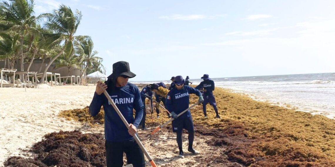 Marina fortalece su estrategia contra el sargazo para proteger al Caribe mexicano