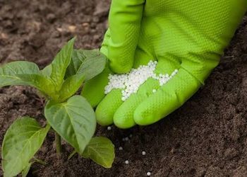 Fertilizantes bajo presión: incertidumbre global vuelve estratégica la producción nacional