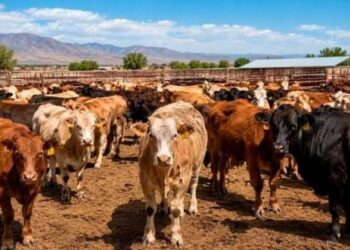 Productores mexicanos aplazan al 8 de septiembre reinicio de exportación de ganado a EE.UU.