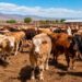 Productores mexicanos aplazan al 8 de septiembre reinicio de exportación de ganado a EE.UU.