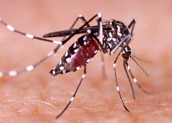 Vigilará Salud riesgo de dengue y enfermedades en comunidades de Ahome afectadas por mar de fondo