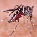 Vigilará Salud riesgo de dengue y enfermedades en comunidades de Ahome afectadas por mar de fondo