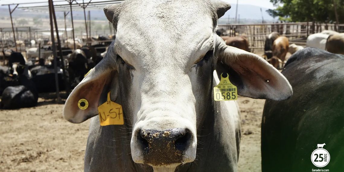 Unión Ganadera de Sinaloa Llama a Prevenir el Gusano Barrenador en Hatos Ganaderos