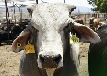 Unión Ganadera de Sinaloa Llama a Prevenir el Gusano Barrenador en Hatos Ganaderos