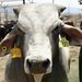 Unión Ganadera de Sinaloa Llama a Prevenir el Gusano Barrenador en Hatos Ganaderos