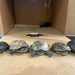 Frustran envío ilegal de tortugas endémicas a Malasia; iban ocultas en calcetines