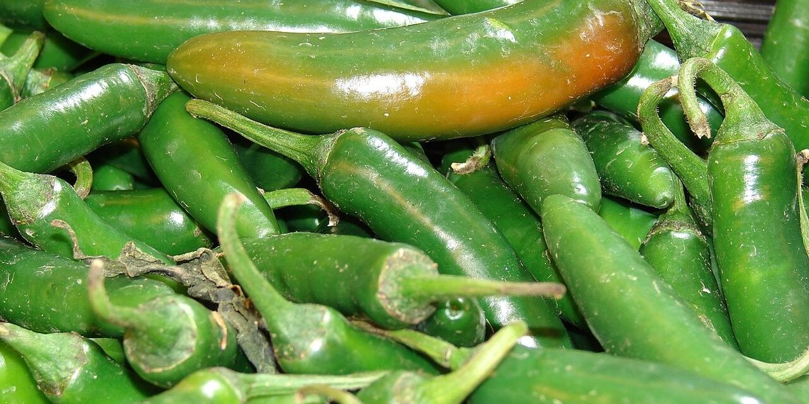 ¡Ya se sienten los picosos! Arranca la siembra de chile en el norte de Sinaloa