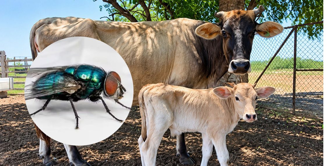 MOSCA ESTÉRIL LLEGARÁ A SINALOA ENTRE DICIEMBRE Y ENERO PARA FRENAR AL GUSANO BARRENADOR