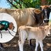 MOSCA ESTÉRIL LLEGARÁ A SINALOA ENTRE DICIEMBRE Y ENERO PARA FRENAR AL GUSANO BARRENADOR