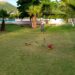 Gobierno de Ahome mantiene atención a espacios deportivos del municipio
