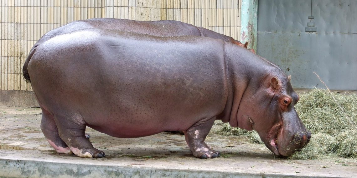 Muere un hipopótamo del Zoológico de Culiacán; esperan resultado de necropsia para determinar las causas