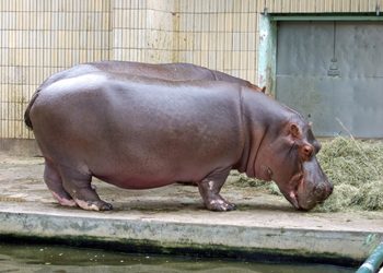 Muere un hipopótamo del Zoológico de Culiacán; esperan resultado de necropsia para determinar las causas