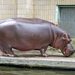 Muere un hipopótamo del Zoológico de Culiacán; esperan resultado de necropsia para determinar las causas